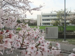 裏門の桜