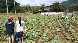 キャベツの収穫体験を行っている写真