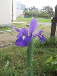 カキツバタ