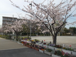 正門の桜