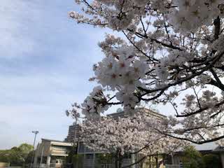高洲小の桜