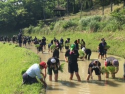 田植え