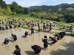 田植え