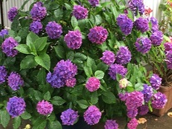 アジサイの花