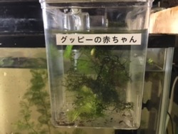 グッピーの赤ちゃん