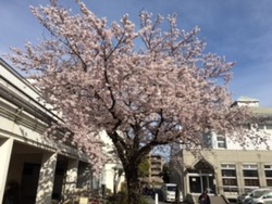 昇降口の桜