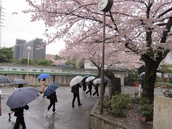 入学式：雨の中の登校