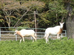 動物園