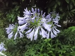 ムラサキクンシュラン