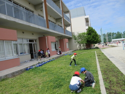 写真：クローバー探し
