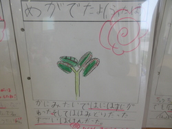 写真：観察