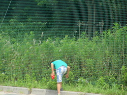 むしさがし