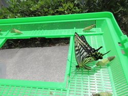 ちょう