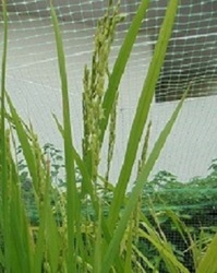 稲の花