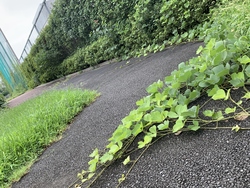雑草