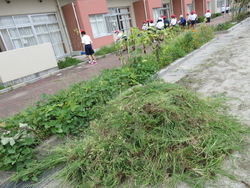 草取り