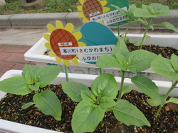 ひまわり