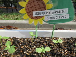 ひまわり