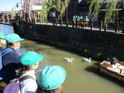 小野川に白鳥もいて驚きました。