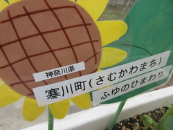 ひまわり
