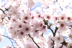 はな