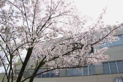 はな