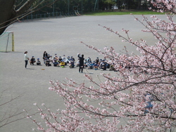 桜の咲く校庭で6年生が学年開きです