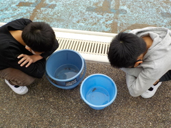 やごとり3