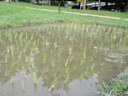 田植え3