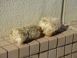 十二月八日