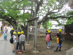 豊受神社には、大きくてりっぱなイチョウの木