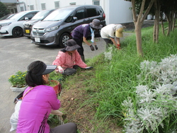 花壇の雑草取りをしています。