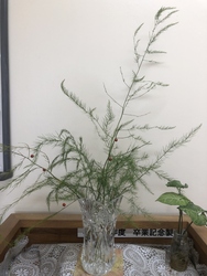 玄関の植物