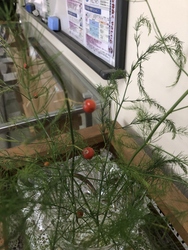 玄関前の植物