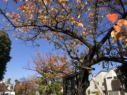 秋の景色