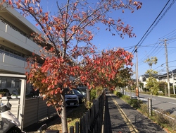 秋の景色