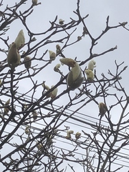 正門のわきの白もくれん