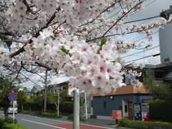 着任式・始業式