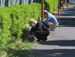 草刈り