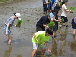 田植1