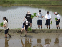 田植え2