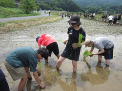 田植え3