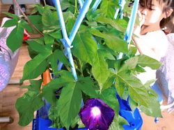 はな