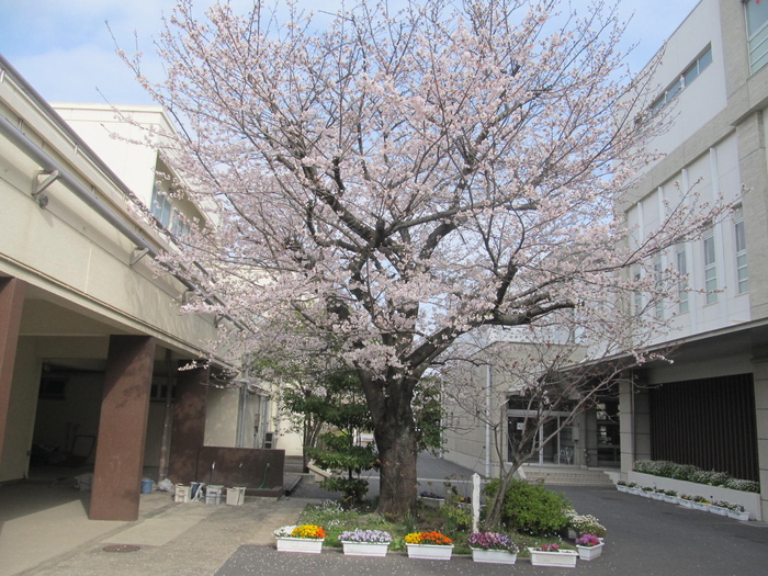 桜の木