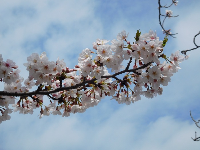 2025.04.07　桜