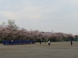 桜