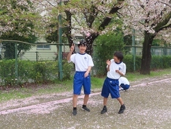 桜