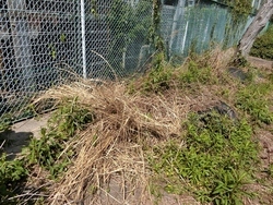 草刈り