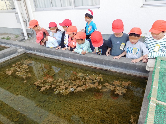 2025.05.01　1年生、金魚をのぞく！