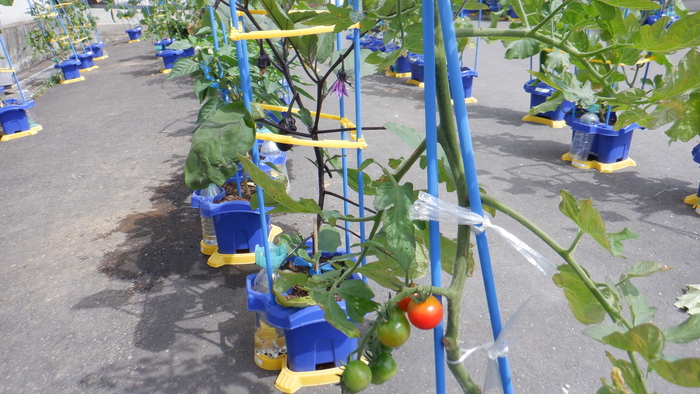 2年野菜観察